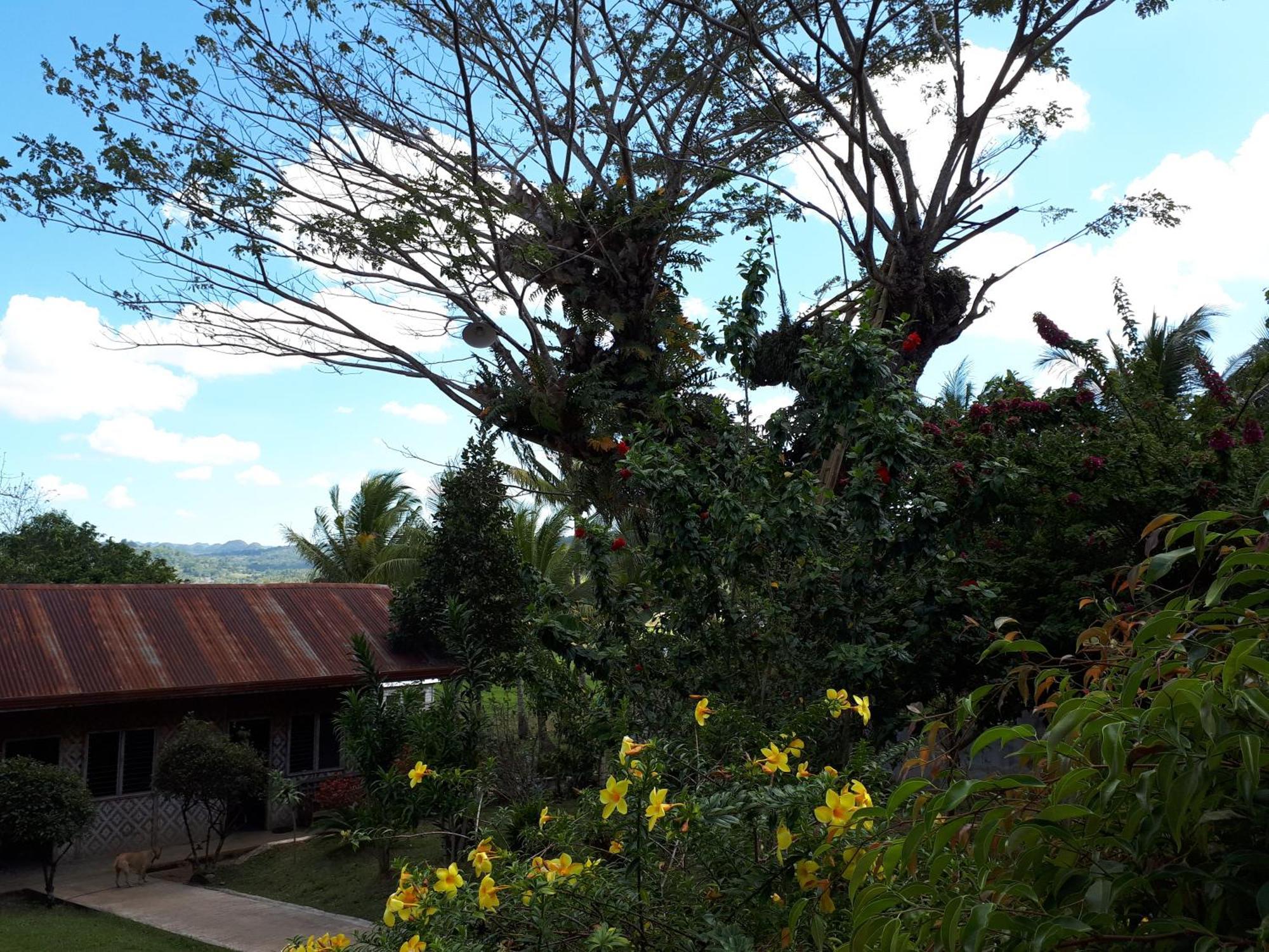 Villa Del Carmen Haven Bohol Buitenkant foto